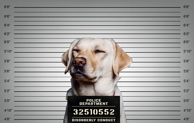 Guilty dog mugshot