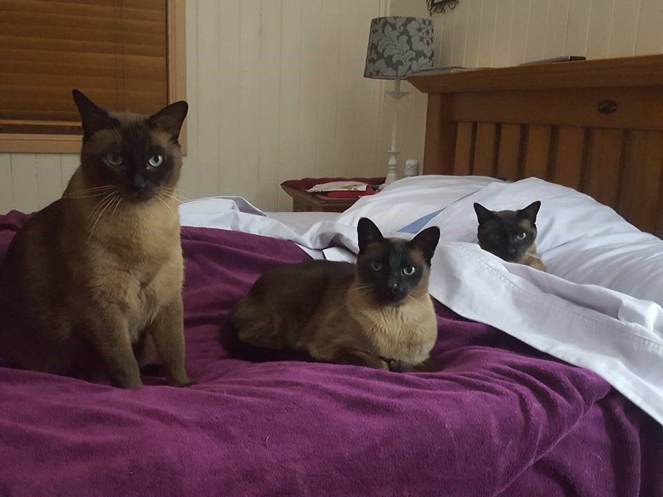 Leanne Banks's cats